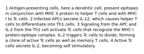 1 Antigen-presenting cells, here a dendritic cell, present epitopes in conjunction with MHC II protein to helper T cells and with MHC I to Tc cells. 2 Infected APCs secrete IL-12, which causes helper T cells to differentiate into Th1 cells. 3 Signaling from the APC and IL-2 from the Th1 cell activate Tc cells that recognize the MHC I protein-epitope complex. IL-2 triggers Tc cells to divide, forming a clone of active Tc cells as well as memory T cells. 4 Active Tc cells secrete IL-2, becoming self stimulatory.