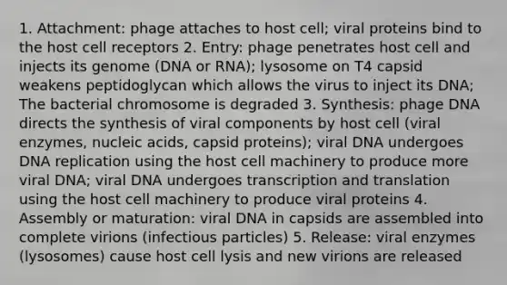 1. Attachment: phage attaches to host cell; viral proteins bind to the host cell receptors 2. Entry: phage penetrates host cell and injects its genome (DNA or RNA); lysosome on T4 capsid weakens peptidoglycan which allows the virus to inject its DNA; The bacterial chromosome is degraded 3. Synthesis: phage DNA directs the synthesis of viral components by host cell (viral enzymes, nucleic acids, capsid proteins); viral DNA undergoes DNA replication using the host cell machinery to produce more viral DNA; viral DNA undergoes transcription and translation using the host cell machinery to produce viral proteins 4. Assembly or maturation: viral DNA in capsids are assembled into complete virions (infectious particles) 5. Release: viral enzymes (lysosomes) cause host cell lysis and new virions are released