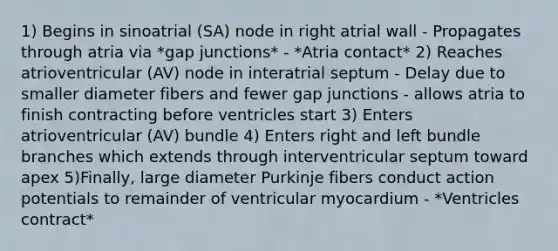 1) Begins in sinoatrial (SA) node in right atrial wall - Propagates through atria via *gap junctions* - *Atria contact* 2) Reaches atrioventricular (AV) node in interatrial septum - Delay due to smaller diameter fibers and fewer gap junctions - allows atria to finish contracting before ventricles start 3) Enters atrioventricular (AV) bundle 4) Enters right and left bundle branches which extends through interventricular septum toward apex 5)Finally, large diameter Purkinje fibers conduct action potentials to remainder of ventricular myocardium - *Ventricles contract*