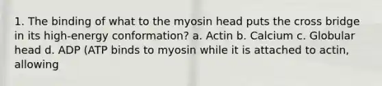 1. The binding of what to the myosin head puts the cross bridge in its high-energy conformation? a. Actin b. Calcium c. Globular head d. ADP (ATP binds to myosin while it is attached to actin, allowing