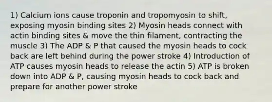 1) Calcium ions cause troponin and tropomyosin to shift, exposing myosin binding sites 2) Myosin heads connect with actin binding sites & move the thin filament, contracting the muscle 3) The ADP & P that caused the myosin heads to cock back are left behind during the power stroke 4) Introduction of ATP causes myosin heads to release the actin 5) ATP is broken down into ADP & P, causing myosin heads to cock back and prepare for another power stroke