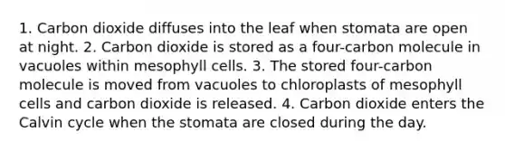 1. Carbon dioxide diffuses into the leaf when stomata are open at night. 2. Carbon dioxide is stored as a four-carbon molecule in vacuoles within mesophyll cells. 3. The stored four-carbon molecule is moved from vacuoles to chloroplasts of mesophyll cells and carbon dioxide is released. 4. Carbon dioxide enters the Calvin cycle when the stomata are closed during the day.