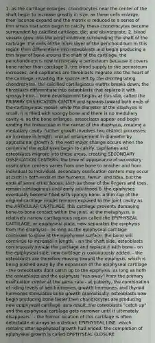 1. as the cartilage enlarges, chondrocytes near the center of the shaft begin to increase greatly in size. as these cells enlarge, their lacunae expand and the matrix is reduced to a series of thin struts that soon begin to calcify. these chondrocytes become surrounded by calcified cartilage, die, and disintegrate. 2. blood vessels grow into the perichondrium surrounding the shaft of the cartilage. the cells of the inner layer of the perichondrium in this region then differentiate into osteoblasts and begin producing a thin layer of bone around the shaft of the cartilage. the perichondrium is now technically a periosteum because it covers bone rather than cartilage 3. the blood supply to the periosteum increases, and capillaries are fibroblasts migrate into the heart of the cartilage, invading the spaces left by the disintegrating chondrocytes. the calcified cartilaginous matrix breaks down; the fibroblasts differentiate into osteoblasts that replace it with spongy bone. - bone development begins at this site, called the PRIMARY OSSIFICATION CENTER and spreads toward both ends of the cartilaginous model. while the diameter of the diaphysis is small, it is filled with spongy bone and there is no medullary cavity 4. as the bone enlarges, osteoclasts appear and begin eroding the trabeculae in the center of the diaphysis, creating a medullary cavity. further growth involves two distinct processes: an increase in length, and an enlargement in diameter by appositional growth 5. the next major change occurs when the centers of the epiphyses begin to calcify. capillaries and osteoblasts migrate into these areas, creating SECONDARY OSSIFICATION CENTERS. the time of appearance of secondary ossification centers varies from one bone to another and from individual to individual. secondary ossification centers may occur at birth in both ends of the humerus, femur, and tibia, but the ends of some other bones, such as those of the fingers and toes, remain cartilaginous until early adulthood 6. the epiphyses eventually become filled with spongy bone. a thin cap of the original cartilage model remains exposed to the joint cavity as the ARTICULAR CARTILAGE. this cartilage prevents damaging bone-to-bone contact within the joint. at the metaphysis, a relatively narrow cartilaginous region called the EPIPHYSEAL CARTILAGE, or epiphyseal plate, now separates the epiphysis from the diaphysis - as long as the epiphyseal cartilage continues to grow at the epiphyseal surface, the bone will contrinue to increase in length. - on the shaft side, osteoblasts continuously invade the cartilage and replace it with bone - on the epiphyseal side, new cartilage is continuously added. - the osteoblasts are therefore moving toward the epiphysis, which is being pushed away by the expansion of the epiphyseal cartilage - the osteoblasts dont catch up to the epiphysis, as long as both the osteoblasts and the epiphysis "run away" from the primary ossification center at the same rate - at puberty, the combination of riding levels of sex hormones, growth hormones, and thyroid hormones stimulates bone growth dramatically. osteoblasts now begin producing bone faster then chondrocytes are producing new epiphyseal cartilage. as a result, the osteoblasts "catch up" and the epiphyseal cartilage gets narrower until it ultimately disappears . - the former location of this cartilage is often detectable in x-rays as a distinct EPIPHYSEAL LINE, which remains after epiphyseal growth had ended. the completion of epiphyseal growth is called EPIPHYSEAL CLOSURE