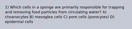 1) Which cells in a sponge are primarily responsible for trapping and removing food particles from circulating water? A) choanocytes B) mesoglea cells C) pore cells (porocytes) D) epidermal cells