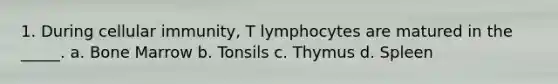 1. During cellular immunity, T lymphocytes are matured in the _____. a. Bone Marrow b. Tonsils c. Thymus d. Spleen