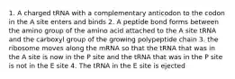 1. A charged tRNA with a complementary anticodon to the codon in the A site enters and binds 2. A peptide bond forms between the amino group of the amino acid attached to the A site tRNA and the carboxyl group of the growing polypeptide chain 3. the ribosome moves along the mRNA so that the tRNA that was in the A site is now in the P site and the tRNA that was in the P site is not in the E site 4. The tRNA in the E site is ejected