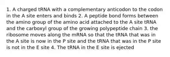 1. A charged tRNA with a complementary anticodon to the codon in the A site enters and binds 2. A peptide bond forms between the amino group of the amino acid attached to the A site tRNA and the carboxyl group of the growing polypeptide chain 3. the ribosome moves along the mRNA so that the tRNA that was in the A site is now in the P site and the tRNA that was in the P site is not in the E site 4. The tRNA in the E site is ejected