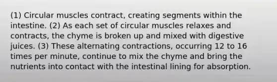 (1) Circular muscles contract, creating segments within the intestine. (2) As each set of circular muscles relaxes and contracts, the chyme is broken up and mixed with digestive juices. (3) These alternating contractions, occurring 12 to 16 times per minute, continue to mix the chyme and bring the nutrients into contact with the intestinal lining for absorption.