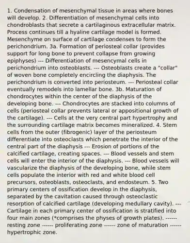 1. Condensation of mesenchymal tissue in areas where bones will develop. 2. Differentiation of mesenchymal cells into chondroblasts that secrete a cartilaginous extracellular matrix. Process continues till a hyaline cartilage model is formed. Mesenchyme on surface of cartilage condenses to form the perichondrium. 3a. Formation of periosteal collar (provides support for long bone to prevent collapse from growing epiphyses) --- Differentiation of mesencymal cells in perichondrium into osteoblasts. --- Osteoblasts create a "collar" of woven bone completely encircling the diaphysis. The perichondrium is converted into periosteum. --- Periosteal collar eventually remodels into lamellar bone. 3b. Maturation of chondrocytes within the center of the diaphysis of the developing bone. --- Chondrocytes are stacked into columns of cells (periosteal collar prevents lateral or appositional growth of the cartilage). --- Cells at the very central part hypertrophy and the surrounding cartilage matrix becomes mineralized. 4. Stem cells from the outer (fibrogenic) layer of the periosteum differentiate into osteoclasts which penetrate the interior of the central part of the diaphysis --- Erosion of portions of the calcified cartilage, creating spaces. --- Blood vessels and stem cells will enter the interior of the diaphysis. --- Blood vessels will vascularize the diaphysis of the developing bone, while stem cells populate the interior with red and white blood cell precursors, osteoblasts, osteoclasts, and endosteum. 5. Two primary centers of ossification develop in the diaphysis, separated by the cavitation caused through osteoclastic resorption of calcified cartilage (developing medullary cavity). --- Cartilage in each primary center of ossification is stratified into four main zones (*comprises the physes of growth plates). ------ resting zone ------ proliferating zone ------ zone of maturation ------ hypertrophic zone.