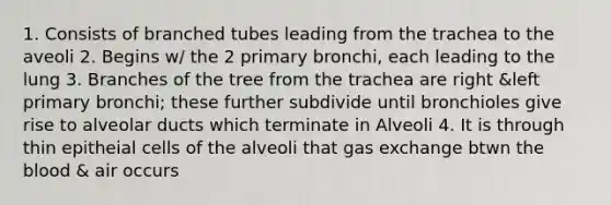 1. Consists of branched tubes leading from the trachea to the aveoli 2. Begins w/ the 2 primary bronchi, each leading to the lung 3. Branches of the tree from the trachea are right &left primary bronchi; these further subdivide until bronchioles give rise to alveolar ducts which terminate in Alveoli 4. It is through thin epitheial cells of the alveoli that gas exchange btwn the blood & air occurs