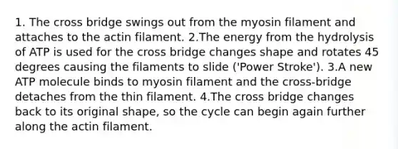 1. The cross bridge swings out from the myosin filament and attaches to the actin filament. 2.The energy from the hydrolysis of ATP is used for the cross bridge changes shape and rotates 45 degrees causing the filaments to slide ('Power Stroke'). 3.A new ATP molecule binds to myosin filament and the cross-bridge detaches from the thin filament. 4.The cross bridge changes back to its original shape, so the cycle can begin again further along the actin filament.