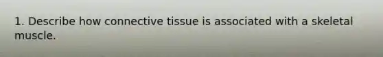 1. Describe how connective tissue is associated with a skeletal muscle.