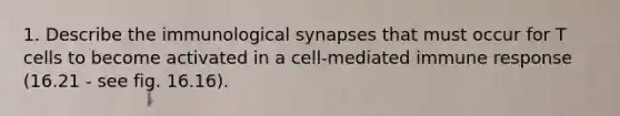 1. Describe the immunological synapses that must occur for T cells to become activated in a cell-mediated immune response (16.21 - see fig. 16.16).