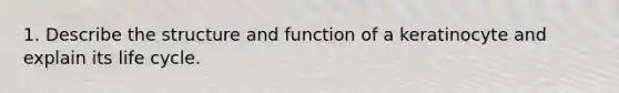 1. Describe the structure and function of a keratinocyte and explain its life cycle.