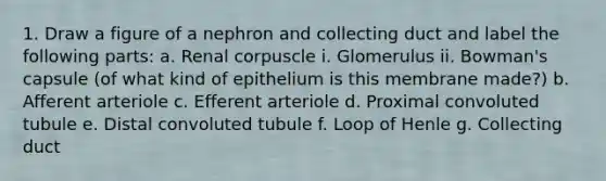 1. Draw a figure of a nephron and collecting duct and label the following parts: a. Renal corpuscle i. Glomerulus ii. Bowman's capsule (of what kind of epithelium is this membrane made?) b. Afferent arteriole c. Efferent arteriole d. Proximal convoluted tubule e. Distal convoluted tubule f. Loop of Henle g. Collecting duct