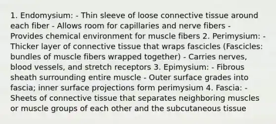 1. Endomysium: - Thin sleeve of loose connective tissue around each fiber - Allows room for capillaries and nerve fibers - Provides chemical environment for muscle fibers 2. Perimysium: - Thicker layer of connective tissue that wraps fascicles (Fascicles: bundles of muscle fibers wrapped together) - Carries nerves, blood vessels, and stretch receptors 3. Epimysium: - Fibrous sheath surrounding entire muscle - Outer surface grades into fascia; inner surface projections form perimysium 4. Fascia: - Sheets of connective tissue that separates neighboring muscles or muscle groups of each other and the subcutaneous tissue