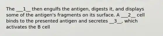 The ___1__ then engulfs the antigen, digests it, and displays some of the antigen's fragments on its surface. A ___2__ cell binds to the presented antigen and secretes __3__, which activates the B cell