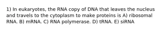 1) In eukaryotes, the RNA copy of DNA that leaves the nucleus and travels to the cytoplasm to make proteins is A) ribosomal RNA. B) mRNA. C) RNA polymerase. D) tRNA. E) siRNA