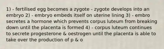 1) - fertilised egg becomes a zygote - zygote develops into an embryo 2) - embryo embeds itself on uterine lining 3) - embro secretes a hormone which prevents corpus luteum from breaking down until the placenta is formed 4) - corpus luteum continues to secrete progesterone & oestrogen until the placenta is able to take over the production of p & o