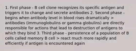 1. First phase - B cell clone recognizes its specific antigen and triggers it to change and secrete antibodies 2. Second phase - begins when antibody level in blood rises dramatically > antibodies (immunoglobulins or gamma globulins) are directly responsible for actions that lead to destruction of antigens to which they bind 3. Third phase - persistence of a population of B cells called memory B cell > react much more rapidly and efficiently if antigen is encountered again