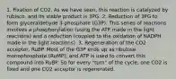 1. Fixation of CO2. As we have seen, this reaction is catalyzed by rubisco, and its stable product is 3PG. 2. Reduction of 3PG to form glyceraldehyde 3-phosphate (G3P). This series of reactions involves a phosphorylation (using the ATP made in the light reactions) and a reduction (coupled to the oxidation of NADPH made in the light reactions). 3. Regeneration of the CO2 acceptor, RuBP. Most of the G3P ends up as ribulose monophosphate (RuMP), and ATP is used to convert this compound into RuBP. So for every "turn" of the cycle, one CO2 is fixed and one CO2 acceptor is regenerated.