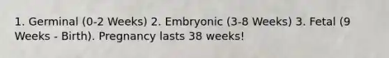 1. Germinal (0-2 Weeks) 2. Embryonic (3-8 Weeks) 3. Fetal (9 Weeks - Birth). Pregnancy lasts 38 weeks!