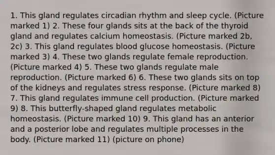 1. This gland regulates circadian rhythm and sleep cycle. (Picture marked 1) 2. These four glands sits at the back of the thyroid gland and regulates calcium homeostasis. (Picture marked 2b, 2c) 3. This gland regulates blood glucose homeostasis. (Picture marked 3) 4. These two glands regulate female reproduction. (Picture marked 4) 5. These two glands regulate male reproduction. (Picture marked 6) 6. These two glands sits on top of the kidneys and regulates stress response. (Picture marked 8) 7. This gland regulates immune cell production. (Picture marked 9) 8. This butterfly-shaped gland regulates metabolic homeostasis. (Picture marked 10) 9. This gland has an anterior and a posterior lobe and regulates multiple processes in the body. (Picture marked 11) (picture on phone)