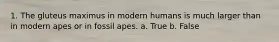 1. The gluteus maximus in modern humans is much larger than in modern apes or in fossil apes. a. True b. False