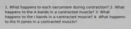 1. What happens to each sarcomere during contraction? 2. What happens to the A bands in a contracted muscle? 3. What happens to the I bands in a contracted muscle? 4. What happens to the H zones in a contracted muscle?