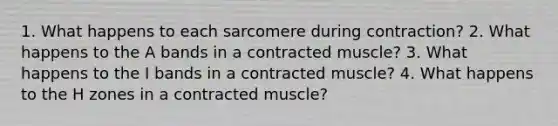 1. What happens to each sarcomere during contraction? 2. What happens to the A bands in a contracted muscle? 3. What happens to the I bands in a contracted muscle? 4. What happens to the H zones in a contracted muscle?