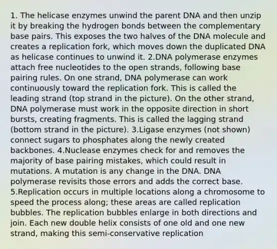 1. The helicase enzymes unwind the parent DNA and then unzip it by breaking the hydrogen bonds between the complementary base pairs. This exposes the two halves of the DNA molecule and creates a replication fork, which moves down the duplicated DNA as helicase continues to unwind it. 2.DNA polymerase enzymes attach free nucleotides to the open strands, following base pairing rules. On one strand, DNA polymerase can work continuously toward the replication fork. This is called the leading strand (top strand in the picture). On the other strand, DNA polymerase must work in the opposite direction in short bursts, creating fragments. This is called the lagging strand (bottom strand in the picture). 3.Ligase enzymes (not shown) connect sugars to phosphates along the newly created backbones. 4.Nuclease enzymes check for and removes the majority of base pairing mistakes, which could result in mutations. A mutation is any change in the DNA. DNA polymerase revisits those errors and adds the correct base. 5.Replication occurs in multiple locations along a chromosome to speed the process along; these areas are called replication bubbles. The replication bubbles enlarge in both directions and join. Each new double helix consists of one old and one new strand, making this semi-conservative replication