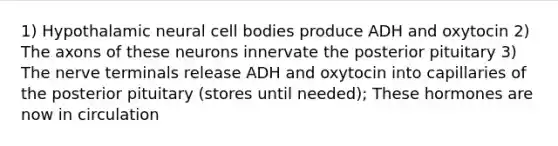 1) Hypothalamic neural cell bodies produce ADH and oxytocin 2) The axons of these neurons innervate the posterior pituitary 3) The nerve terminals release ADH and oxytocin into capillaries of the posterior pituitary (stores until needed); These hormones are now in circulation