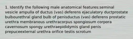 1. Identify the following male anatomical features:seminal vesicle ampulla of ductus (vas) deferens ejaculatory ductprostate bulbourethral gland bulb of penisductus (vas) deferens prostatic urethra membranous urethracorpus spongiosum corpora cavernosum spongy urethraepididymis gland penis prepuceexternal urethra orifice testis scrotum