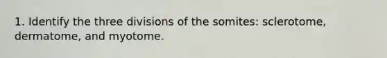 1. Identify the three divisions of the somites: sclerotome, dermatome, and myotome.