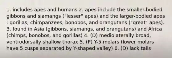 1. includes apes and humans 2. apes include the smaller-bodied gibbons and siamangs ("lesser" apes) and the larger-bodied apes : gorillas, chimpanzees, bonobos, and orangutans ("great" apes). 3. found in Asia (gibbons, siamangs, and orangutans) and Africa (chimps, bonobos, and gorillas) 4. (D) mediolaterally broad, ventrodorsally shallow thorax 5. (P) Y-5 molars (lower molars have 5 cusps separated by Y-shaped valley) 6. (D) lack tails