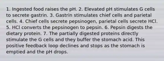 1. Ingested food raises the pH. 2. Elevated pH stimulates G cells to secrete gastrin. 3. Gastrin stimulates chief cells and parietal cells. 4. Chief cells secrete pepsinogen, parietal cells secrete HCl. 5. HCl converts the pepsinogen to pepsin. 6. Pepsin digests the dietary protein. 7. The partially digested proteins directly stimulate the G cells and they buffer the stomach acid. This positive feedback loop declines and stops as the stomach is emptied and the pH drops.