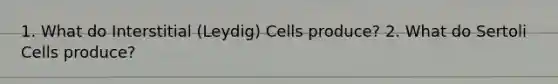 1. What do Interstitial (Leydig) Cells produce? 2. What do Sertoli Cells produce?