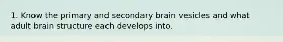 1. Know the primary and secondary brain vesicles and what adult brain structure each develops into.