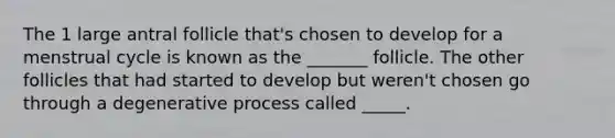 The 1 large antral follicle that's chosen to develop for a menstrual cycle is known as the _______ follicle. The other follicles that had started to develop but weren't chosen go through a degenerative process called _____.