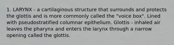 1. LARYNX - a cartilaginous structure that surrounds and protects the glottis and is more commonly called the "voice box". Lined with pseudostratified columnar epithelium. Glottis - inhaled air leaves <a href='https://www.questionai.com/knowledge/ktW97n6hGJ-the-pharynx' class='anchor-knowledge'>the pharynx</a> and enters the larynx through a narrow opening called the glottis.