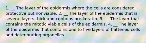 1. __ The layer of the epidermis where the cells are considered protective but nonviable. 2. __ The layer of the epidermis that is several layers thick and contains pre-keratin. 3. __ The layer that contains the mitotic viable cells of the epidermis. 4. __ The layer of the epidermis that contains one to five layers of flattened cells and deteriorating organelles.