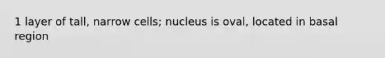 1 layer of tall, narrow cells; nucleus is oval, located in basal region