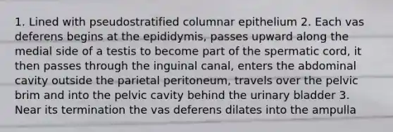 1. Lined with pseudostratified columnar epithelium 2. Each vas deferens begins at the epididymis, passes upward along the medial side of a testis to become part of the spermatic cord, it then passes through the inguinal canal, enters the abdominal cavity outside the parietal peritoneum, travels over the pelvic brim and into the pelvic cavity behind the urinary bladder 3. Near its termination the vas deferens dilates into the ampulla