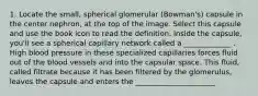 1. Locate the small, spherical glomerular (Bowman's) capsule in the center nephron, at the top of the image. Select this capsule and use the book icon to read the definition. Inside the capsule, you'll see a spherical capillary network called a _____________ . High blood pressure in these specialized capillaries forces fluid out of the blood vessels and into the capsular space. This fluid, called filtrate because it has been filtered by the glomerulus, leaves the capsule and enters the ______________________