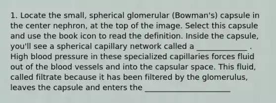 1. Locate the small, spherical glomerular (Bowman's) capsule in the center nephron, at the top of the image. Select this capsule and use the book icon to read the definition. Inside the capsule, you'll see a spherical capillary network called a _____________ . High blood pressure in these specialized capillaries forces fluid out of the blood vessels and into the capsular space. This fluid, called filtrate because it has been filtered by the glomerulus, leaves the capsule and enters the ______________________