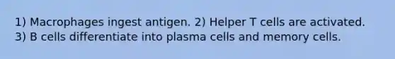 1) Macrophages ingest antigen. 2) Helper T cells are activated. 3) B cells differentiate into plasma cells and memory cells.