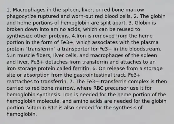 1. Macrophages in the spleen, liver, or red bone marrow phagocytize ruptured and worn-out red blood cells. 2. The globin and heme portions of hemoglobin are split apart. 3. Globin is broken down into amino acids, which can be reused to synthesize other proteins. 4.Iron is removed from the heme portion in the form of Fe3+, which associates with the plasma protein "transferrin" a transporter for Fe3+ in the bloodstream. 5.In muscle fibers, liver cells, and macrophages of the spleen and liver, Fe3+ detaches from transferrin and attaches to an iron-storage protein called ferritin. 6. On release from a storage site or absorption from the gastrointestinal tract, Fe3+ reattaches to transferrin. 7. The Fe3+-transferrin complex is then carried to red bone marrow, where RBC precursor use it for hemoglobin synthesis. Iron is needed for the heme portion of the hemoglobin molecule, and amino acids are needed for the globin portion. Vitamin B12 is also needed for the synthesis of hemoglobin.