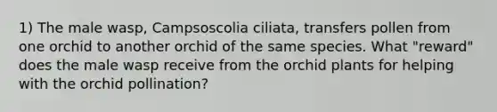 1) The male wasp, Campsoscolia ciliata, transfers pollen from one orchid to another orchid of the same species. What "reward" does the male wasp receive from the orchid plants for helping with the orchid pollination?