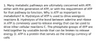 1. Many metabolic pathways are ultimately concerned with ATP; either with the generation of ATP, or with the requirement of ATP for that pathway to function. Why is ATP so important to metabolism? A. Hydrolysis of ATP is used to drive exergonic reactions B. Hydrolysis of the bond between adenine and ribose in ATP is commonly used to release energy that can be used to drive other cellular reactions C. The phosphate groups of ATP are held together by unstable bonds that can be broken to release energy D. ATP is a protein that serves as the energy currency of cells