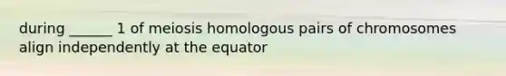 during ______ 1 of meiosis homologous pairs of chromosomes align independently at the equator